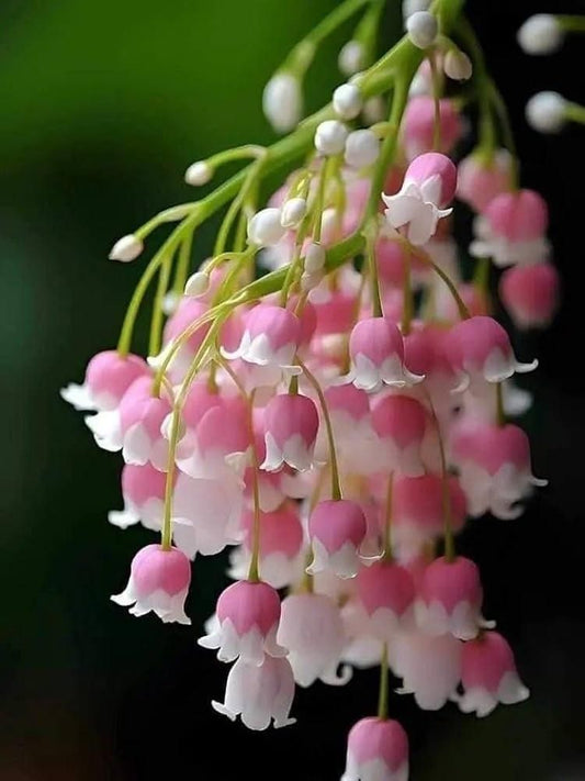 Pink Lily of the Valley Plant