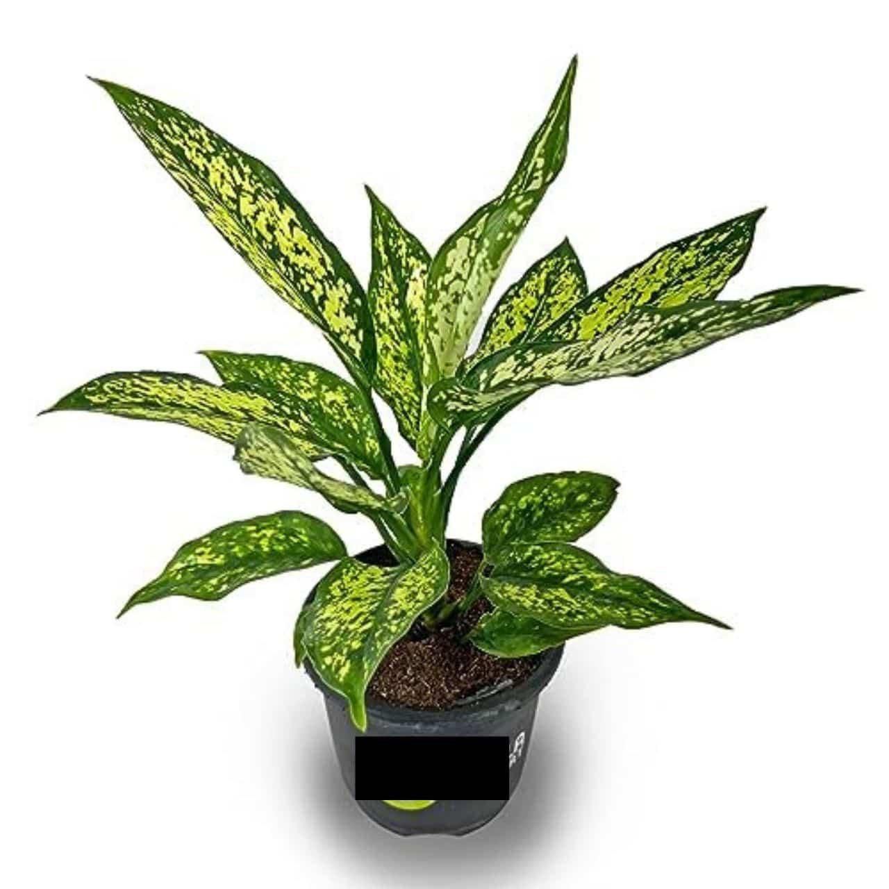 Aglaonema Snow White Plant