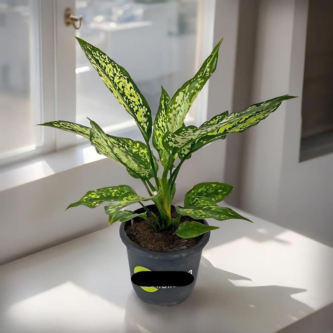 Aglaonema Snow White Plant